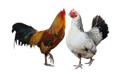 Male and female roosters on a white background          