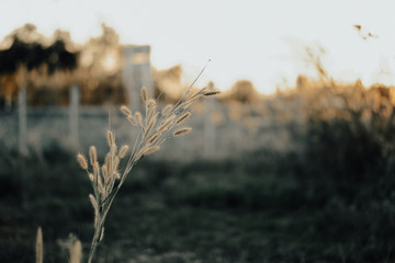 Fototapeta premium Reeds of glass in sunset background