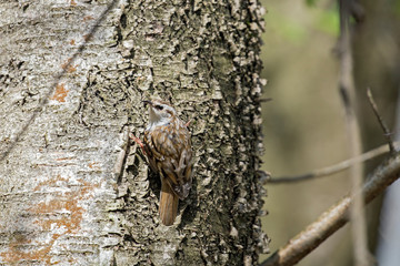 The Eurasian treecreeper or common treecreeper (Certhia familiaris) in the natural environment. Сommon treecreeper (Certhia familiaris) perching on pine trunk with blurred background. 