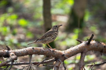 The song thrush (Turdus philomelos) is a thrush that breeds across much of Eurasia. Song thrush walking on brown ground with grass and a green background.