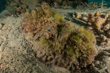 Fish swim in the Red Sea, colorful fish, Eilat Israel