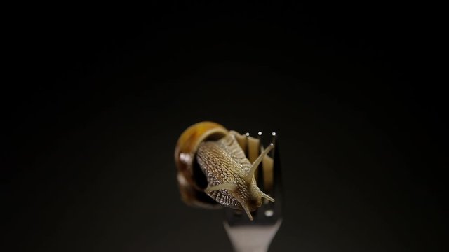 Most live snail on a fork dining.