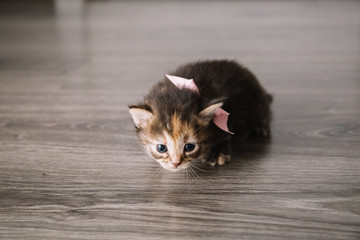 Little kitten isolated on wooden background. Tabby cat baby sits with a frightened and curious look.