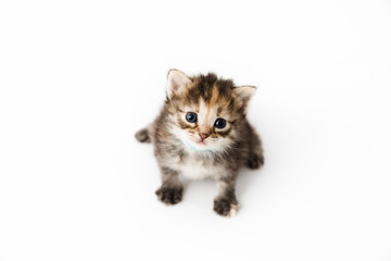Little kitten isolated on white background. Tabby cat baby sits with a frightened and curious look.