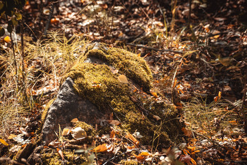 Bright yellow moss on the stone