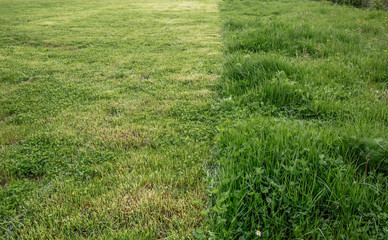 Cut strip of green grass. Mowing the lawn, close-up