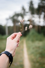  Woman's hand holding grass on road background