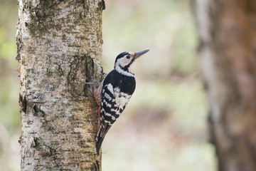 The white-backed woodpecker (Dendrocopos leucotos) is a Eurasian woodpecker belonging to the genus Dendrocopos. 