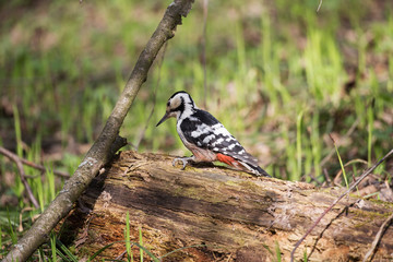 The white-backed woodpecker (Dendrocopos leucotos) is a Eurasian woodpecker belonging to the genus Dendrocopos. 