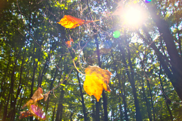 Obraz na płótnie Canvas autumn leaves on tree