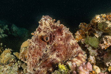 Octopus king of camouflage in the Red Sea, eilat israel 