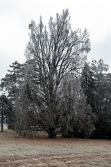 Obraz premium Garden of the Karolyi Palace in Fuzerradvany, Hungary