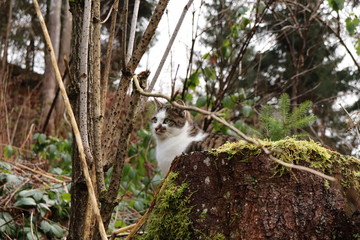 Fototapeta premium Kater in freier Wildbahn