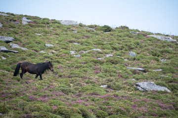 horse grazing on a mountain with gorse