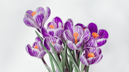First Spring flowers crocus blossom purple colored on light background with copy space for womans or mothers day.