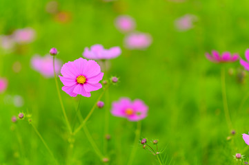 Obraz na płótnie Canvas Close-up pink cosmos flower on blurred green background 