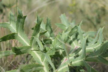 Obraz premium Green thorn