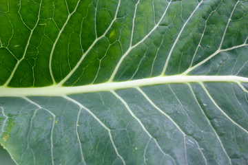 green leaf texture