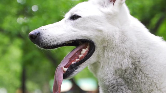 A white Swiss shepherd sticks out its tongue and is breathing heavily. Dog in the park on a background of greeneryTrees background. Funny dog.
