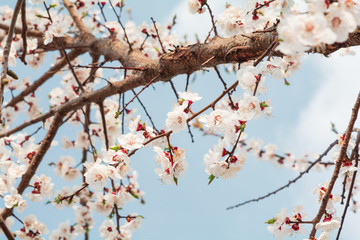 Almond blossom in full bloom against blue sky. Spring background. Soft focus