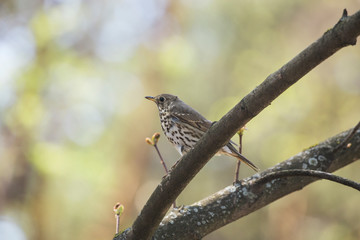 The song thrush (Turdus philomelos) is a thrush that breeds across much of Eurasia. Song thrush walking on brown ground with grass and a green background.