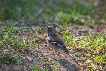 Common Chaffinch (Fringilla coelebs).