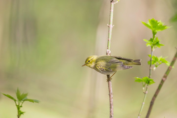 The wood warbler (Phylloscopus sibilatrix) is a common and widespread leaf warbler which breeds throughout northern and temperate Europe. Wood warbler, Phylloscopus sibilatrix