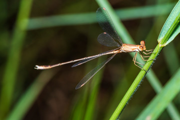 Image of dragonfly perched on the grass top in the nature.