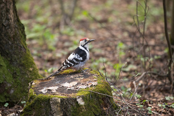 The white-backed woodpecker (Dendrocopos leucotos) is a Eurasian woodpecker belonging to the genus Dendrocopos. 