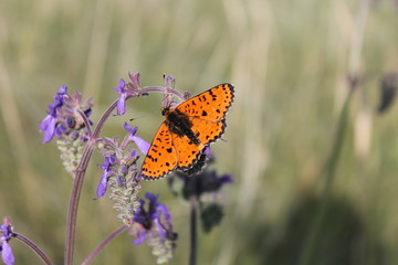 Butterfly on a flower