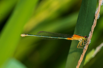 Image of dragonfly perched on the grass top in the nature.