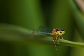 Image of dragonfly perched on the grass top in the nature.