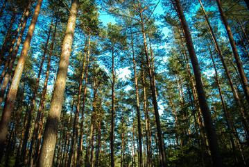 Las sosnowy - 2 © Wiktor