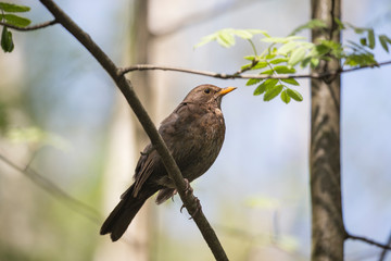 The common blackbird (Turdus merula) is a species of true thrush. Common blackbird (Turdus merula) perched on a tree branch