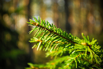 Gałązka sosny w lesie © Wiktor