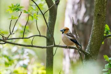 Naklejka premium The hawfinch (Coccothraustes coccothraustes) is a passerine bird in the finch family Fringillidae.