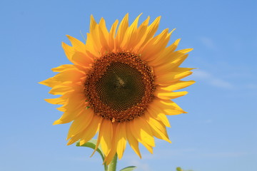 Obraz premium Sunflower