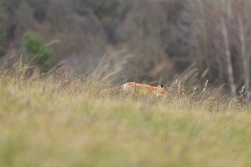 wild red fox walking on the snow in winter looking for food