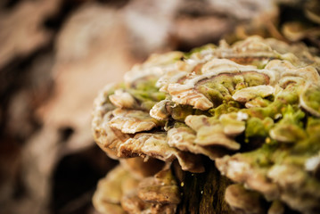 Grzyb na pniu © Wiktor