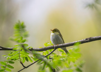 Obraz premium The wood warbler (Phylloscopus sibilatrix) is a common and widespread leaf warbler which breeds throughout northern and temperate Europe. Wood warbler, Phylloscopus sibilatrix
