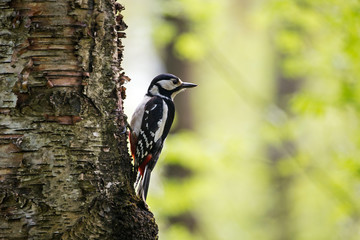 Female Great spotted woodpecker (Dendrocopos major) on tree in natural environment