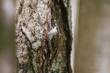 Fototapeta premium The Eurasian treecreeper or common treecreeper (Certhia familiaris) in the natural environment. Сommon treecreeper (Certhia familiaris) perching on pine trunk with blurred background. 