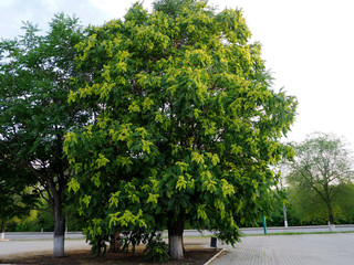 a large blooming green tree in a city Park