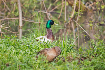 Male Mallard (Anas platyrhynchos) on the water. 