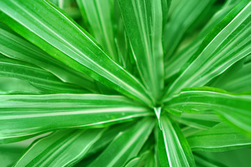 Floral background with green dracaena leaves