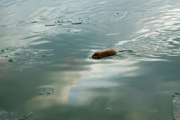 An otter swimming in a winter pond. The animal in the green water. Natural background