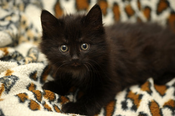 fluffy black siberian kitten