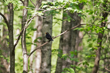 The common blackbird (Turdus merula) is a species of true thrush. Common blackbird (Turdus merula) perched on a tree branch