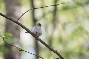 Common Chaffinch (Fringilla coelebs).