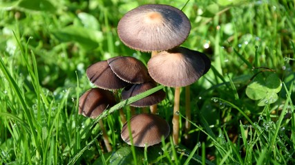 A group of brown little mushrooms growing in the garden